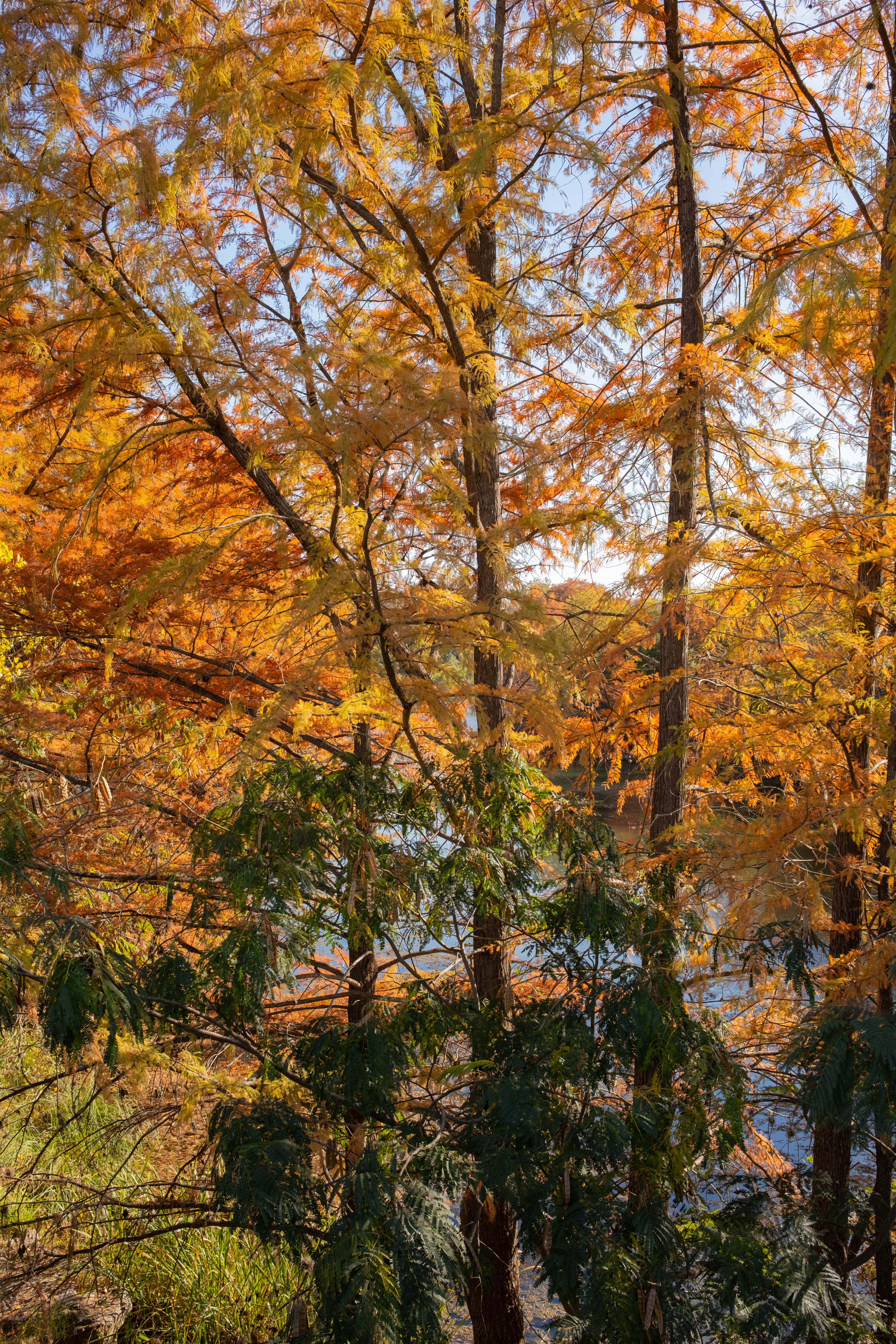 Golden autumn leaves filling a tree canopy